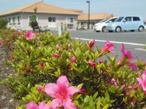 つつじ28年5月2