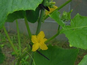 きゅうりの花
