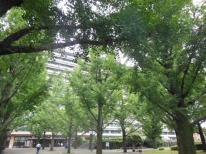 県庁銀杏