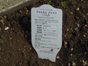 花の名前ﾌﾟﾗｷｶﾑﾌﾞﾗｽｺ　ﾊﾞｲｵﾚｯﾄ