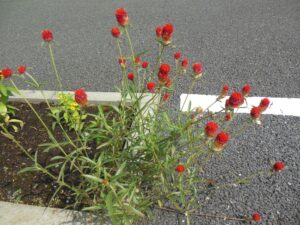 夏の花6