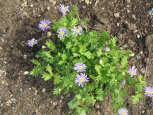 夏の花1