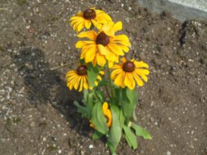 夏の花5