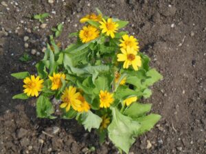 夏の花4