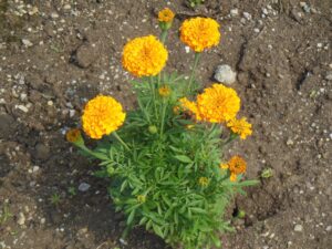 夏の花3