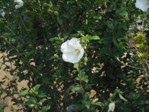 芙蓉畑の花
